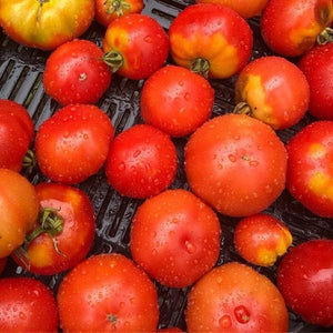 Moyamensing Tomato