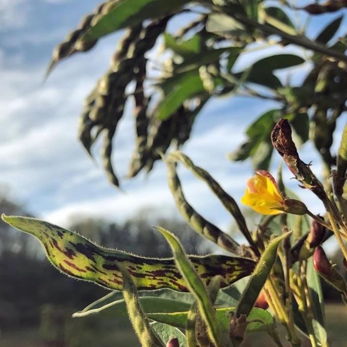 pigeon pea seeds for planting Northern Adapted Pigeon Peas (Gandules) – Truelove Seeds