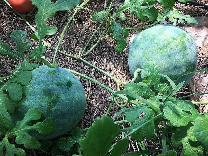 Egusi Melon