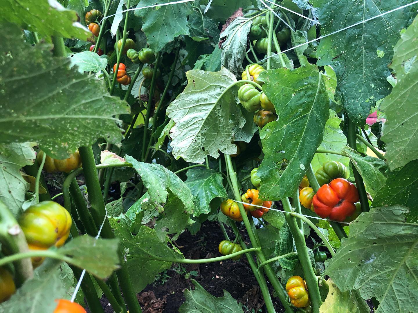 Green Pumpkin Eggplant (Ka) – Truelove Seeds