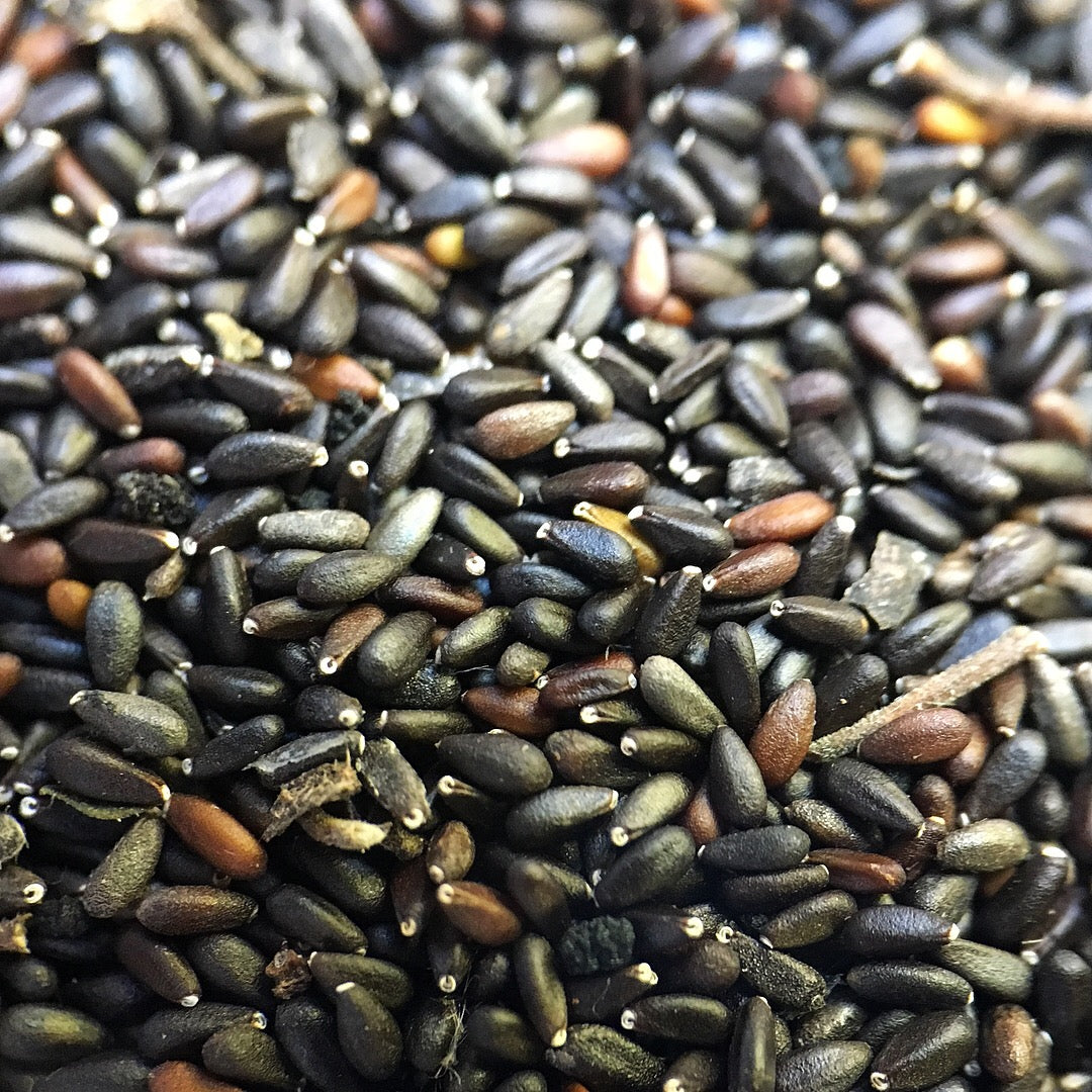 lemon balm plant seeds Lemon Balm