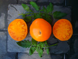 Mary Reynold's Orange Tomato