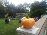 Mary Reynold's Orange Tomato