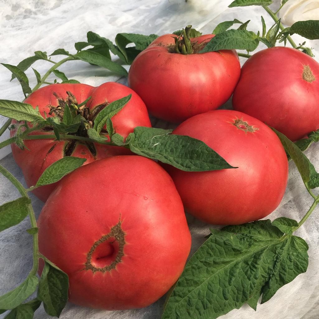 Микадо розовый томат описание фото Микадо розовый томат описание фото