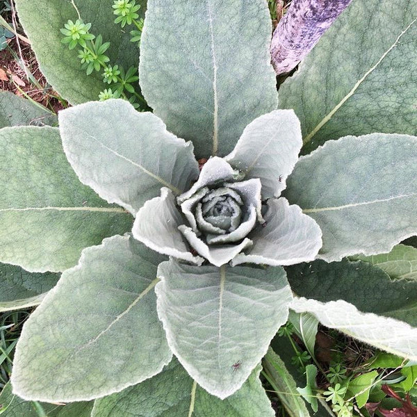 Great Mullein – Truelove Seeds