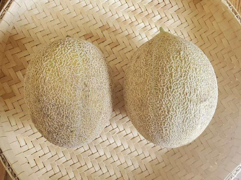 Green Nutmeg Melon – Truelove Seeds