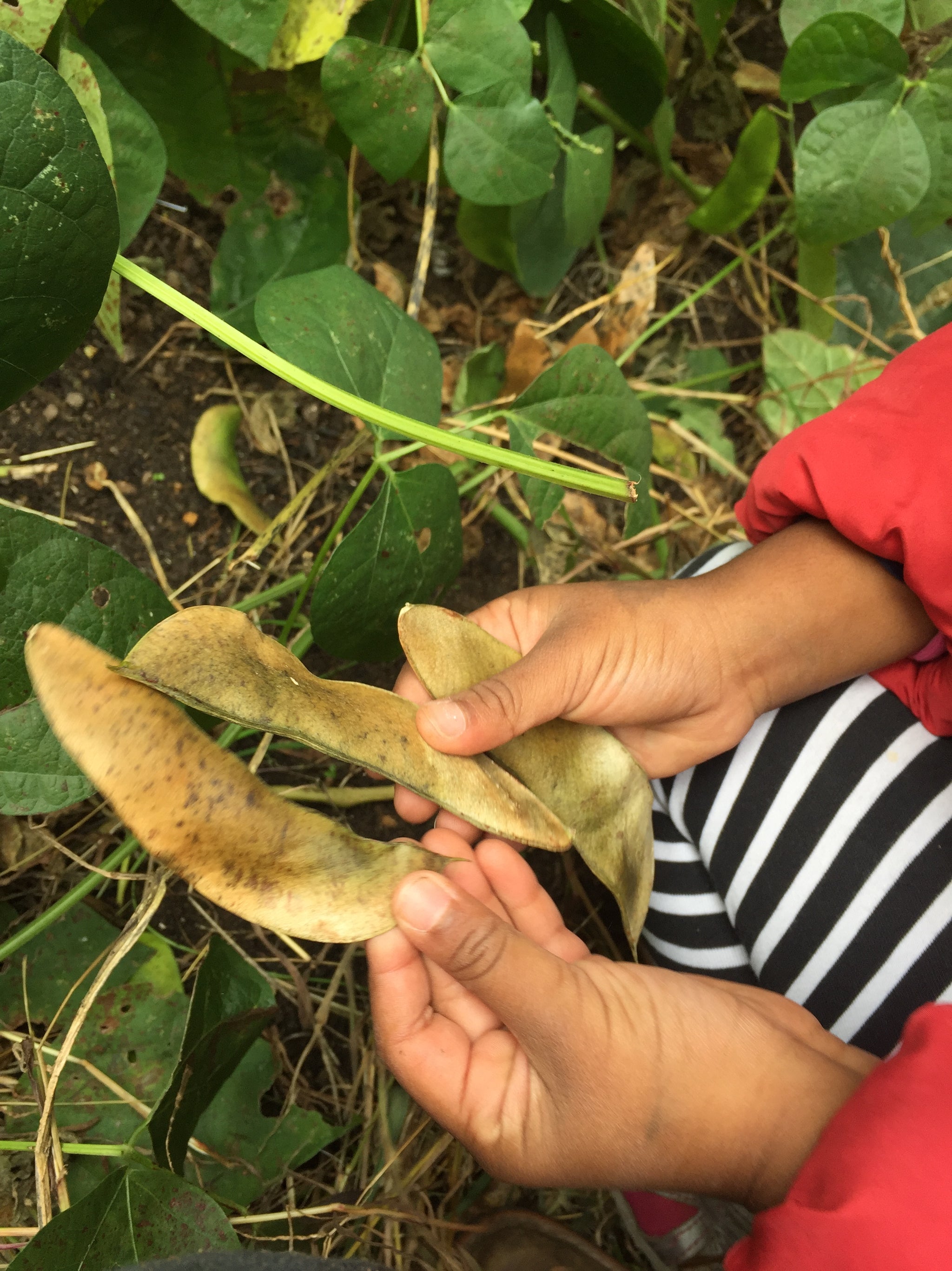 Pink Eye Butterbeans (Pole) – Truelove Seeds