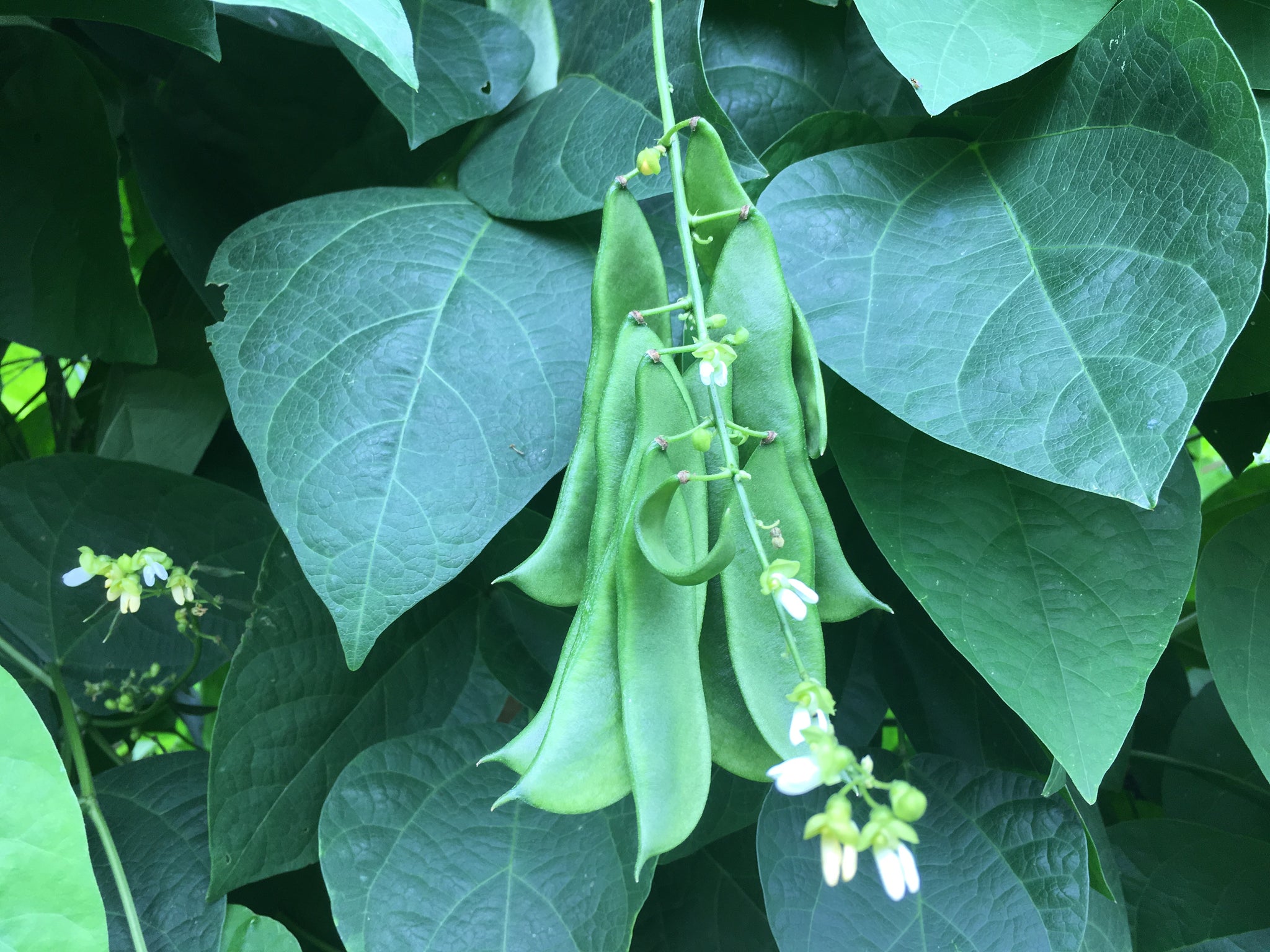 Potawatomi Pole Lima Bean – Truelove Seeds