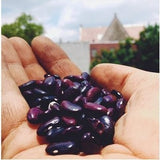 Purple Kingsessing Bean
