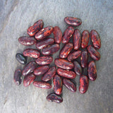 Haricot Rouge de Syrie (Syrian Red Bush Bean)
