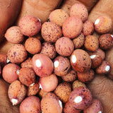Speckled Bambara Groundnuts