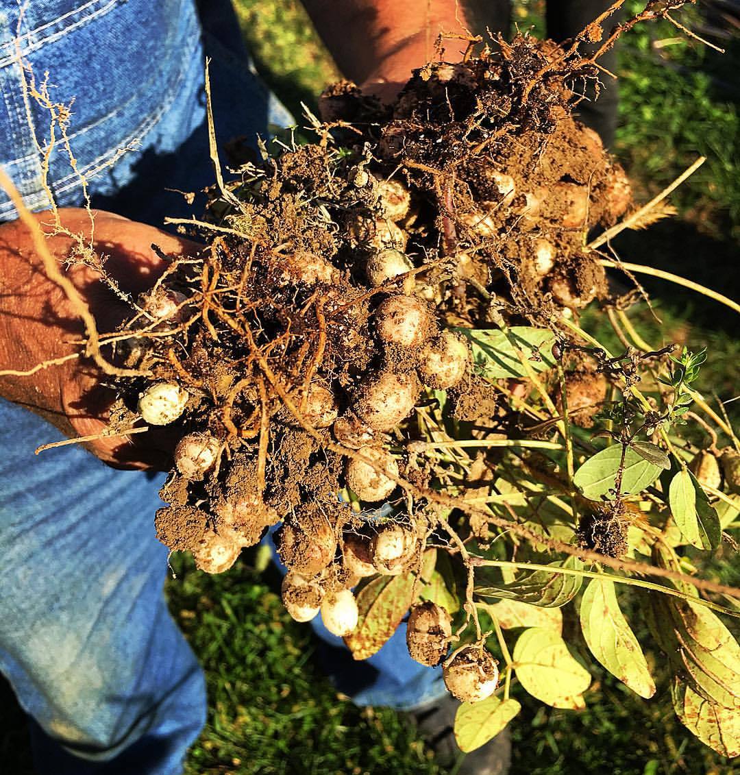 Speckled Bambara Groundnuts – Truelove Seeds
