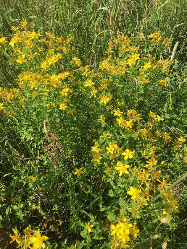 planting st john's wort seeds St. John's Wort