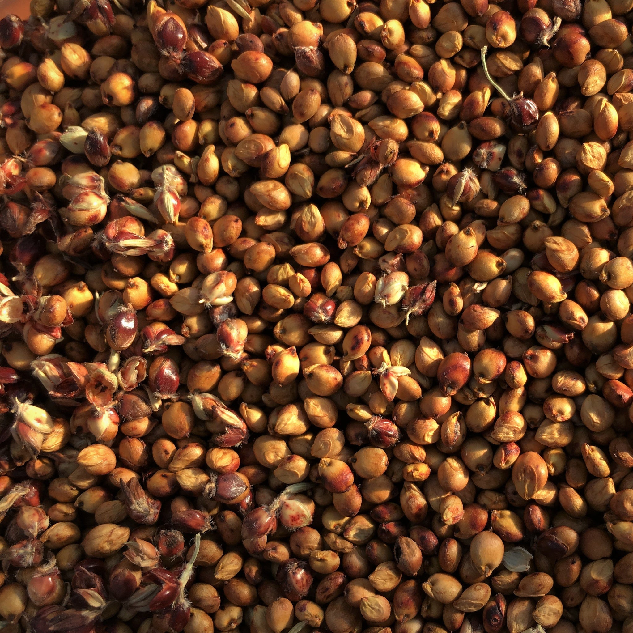 Sugar Drip (Sweet Sorghum) – Truelove Seeds