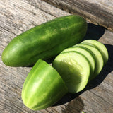 Syrian Smooth Cucumber