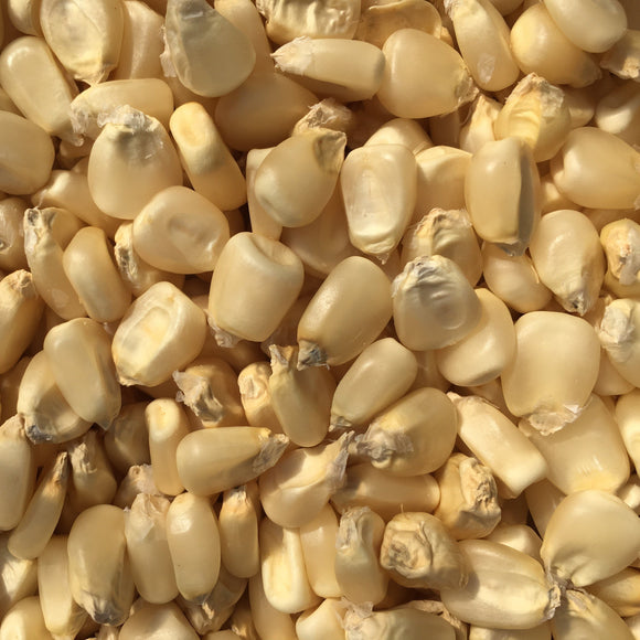 Thompson's Prolific White Dent Corn
