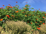 Tithonia (Mexican Sunflower)
