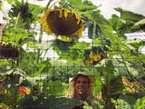 Transylvanian Giant Sunflower Mix