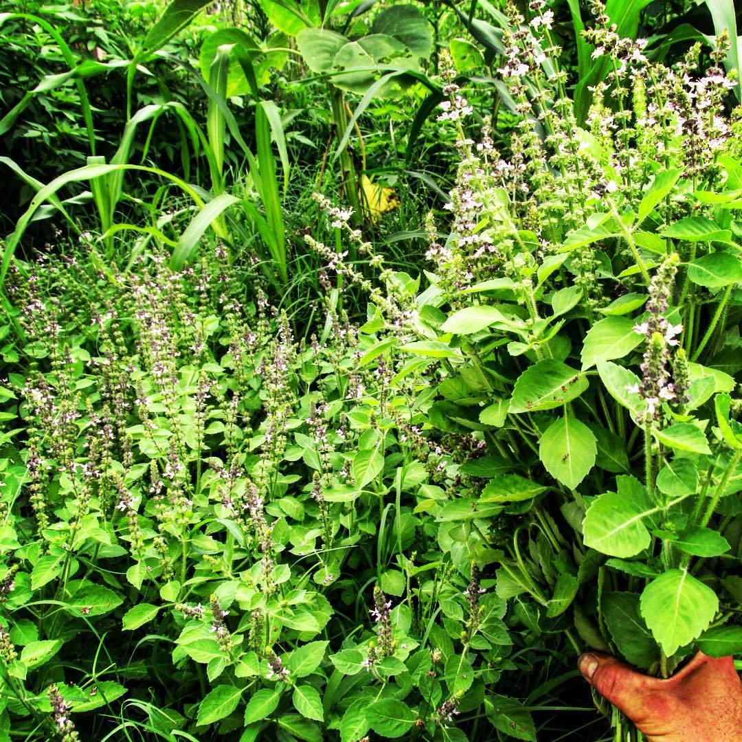 kapoor plant seeds Tulsi, Temperate (Kapoor) – Truelove Seeds