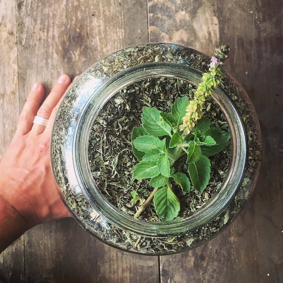 tulsi plant from seeds Tulsi, Temperate (Kapoor) – Truelove Seeds