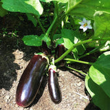 Violetta Lunga Eggplant